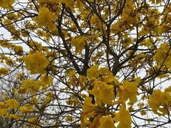 -天适樱花悠乐园