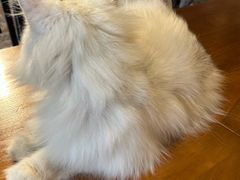 -猫猫幼稚园·撸猫·桌游·电玩