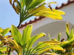 -东望洋炮台东望洋灯塔