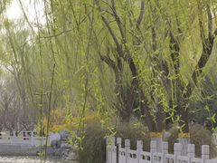 -莲花池公园