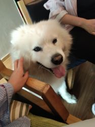 -英刺青 纹身 洗纹身