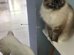 -喵的天空名猫咖啡馆·撸猫·猫舍·用品