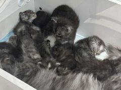 -青奢宠物·青奢猫舍