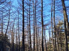 -鲁山国家森林公园