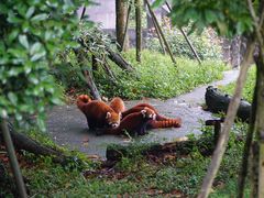 -都江堰中华大熊猫苑