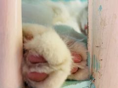 -猫小院猫主题餐厅(三里屯店)