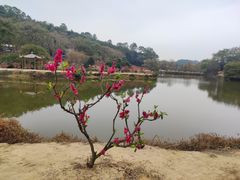 -南国桃园旅游度假区