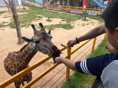 -西霞口神雕山野生动物世界