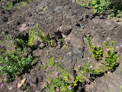 -海口火山口国家地质公园