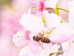-顾村公园