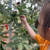 在济南实现树莓自由你敢信？！[加油]