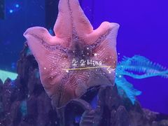 -蓬莱欧乐堡海洋极地世界