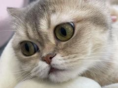 -青奢宠物·青奢猫舍