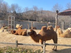 -石家庄市动物园