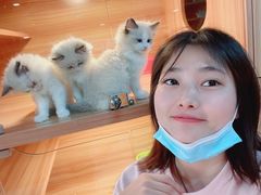 -猫十亿·布偶金渐层·曼基康矮脚猫舍(青年路店)