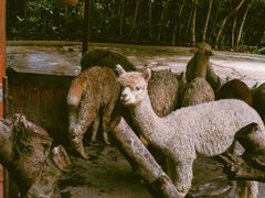 -深圳野生动物园