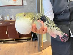 -鲐赏河豚(长寿店)