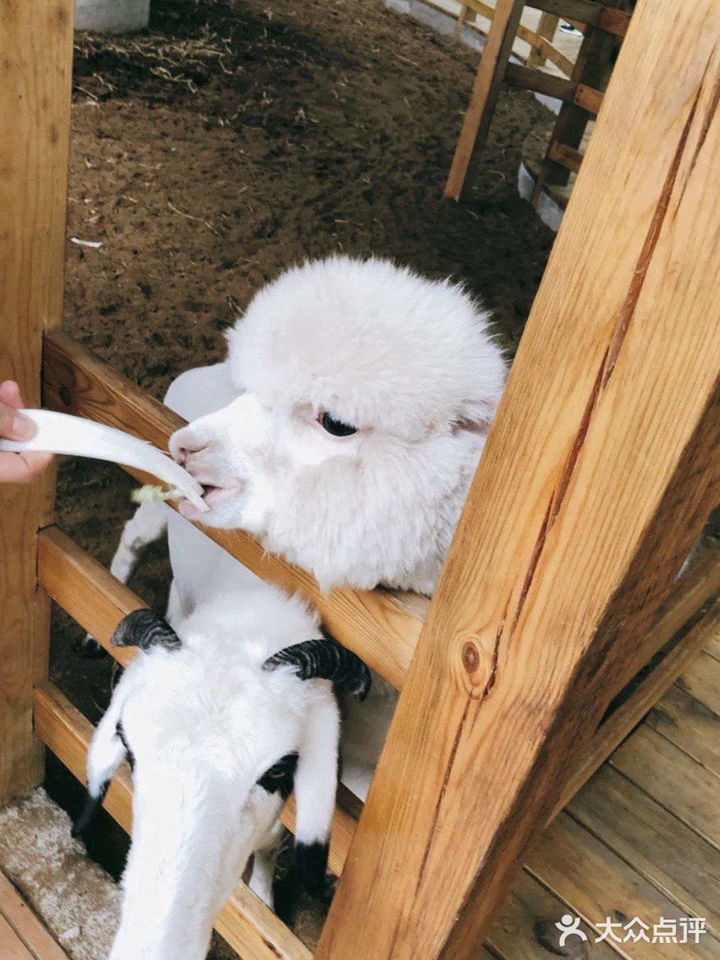 168￥带娃去看看小动物吧~