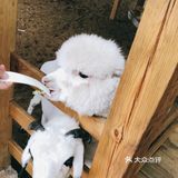 168￥带娃去看看小动物吧~