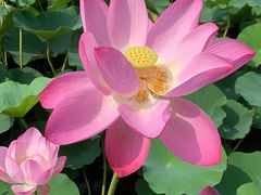 -万源龙顺度假庄园生态观光园