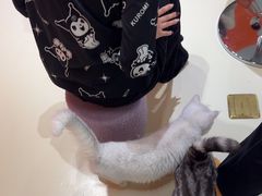 -三花喵·撸猫购宠·宠物生活馆(虹桥南丰城店)
