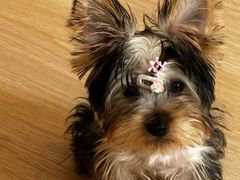 -帕帕拉兹宠物(亚洲旗舰店)