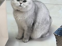 -佑安动物医院·全科·内窥镜中心(幸福巷店)