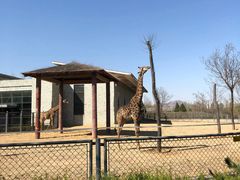 -石家庄市动物园