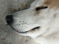 -柴犬高等学院·狗咖·柴犬售卖·宠物训练