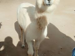 -鄂尔多斯野生动物园