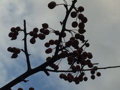 -SFC上影影城(淞南店)