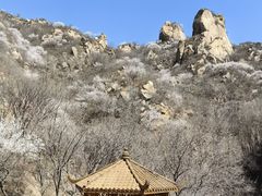 -大岭沟猕猴桃谷风景区