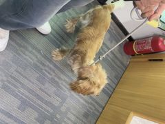 -pd派德宠物中心医院24H急重症·眼科中心·血液透析中心(嵩山北路店)