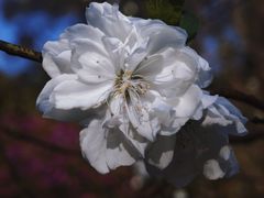 -南国桃园旅游度假区