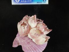 -贝壳梦幻世界