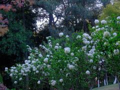 -铁山坪森林公园