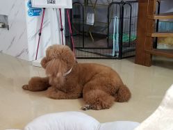 -첫번째 初见美学中心