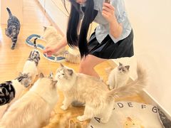 -有喵·猫咖·狗咖·30几只猫10只小狗(岗厦店)