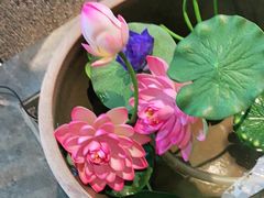 -呷哺呷哺 黄金牧场 (大港油田幸福广场店)