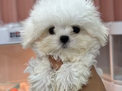 -翊宠yipet猫狗购宠庄园犬舍•猫舍