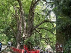 -石台牯牛降景区