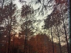 -上海海湾国家森林公园