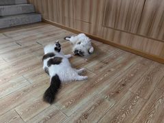 -白兔子密室(长寿路店)