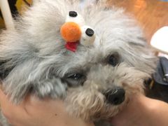 -志龙皇冠吃货椰子铺