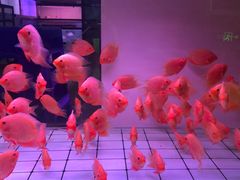 -中环花鸟鱼虫市场