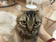 -李小姐の猫咖啡馆(五角场店)