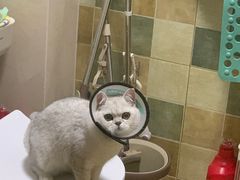 -糯米喵星人总部直营旗舰店·猫舍·幼猫出售