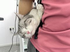 -爱洗澡的猫(望京店)