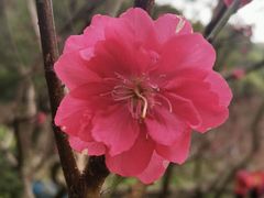 -桃花涧