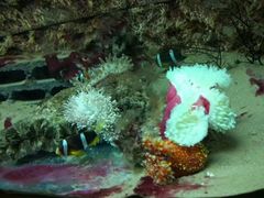 -北戴河圣蓝海洋公园